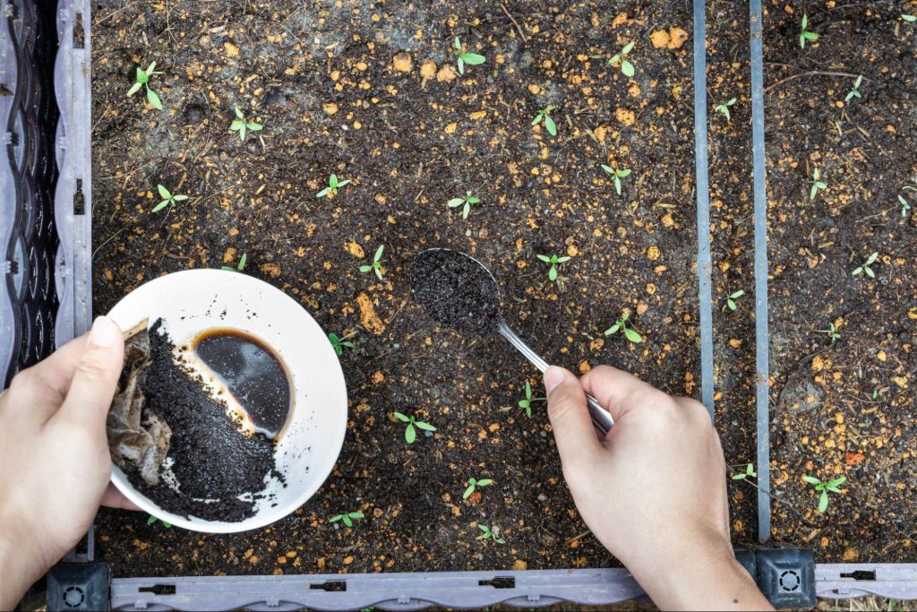 person adding old coffee ground to garden